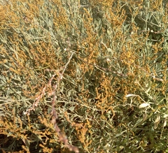 Polygonum equisetiforme