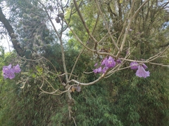 Jacaranda caroba