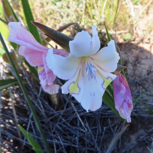 Image of Gladiolus rudis by (c) linkie, some rights reserved (CC BY)