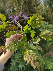 Jacaranda caroba