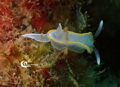 Diaphorodoris alba