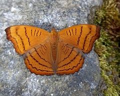 Pseudergolis wedah