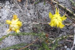 Aspalathus tridentata