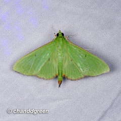 Parotis punctiferalis