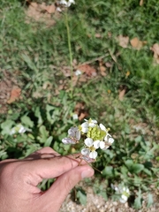 Diplotaxis erucoides