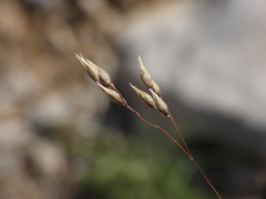 Oryzopsis coerulescens