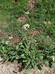 Diplotaxis erucoides