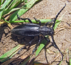 Dorcadion carinatum
