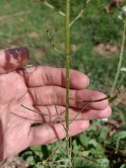 Diplotaxis erucoides