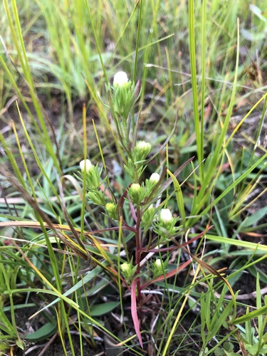 Brachyactis ciliata iNat (1)