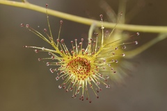 Drosera gigantea