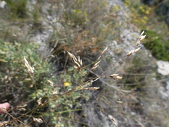 Oryzopsis coerulescens