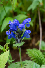Dracocephalum grandiflorum