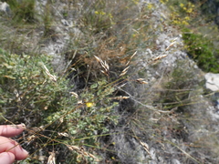Oryzopsis coerulescens
