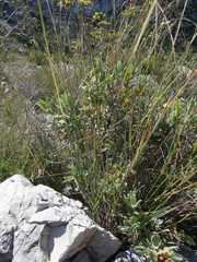 Oryzopsis coerulescens