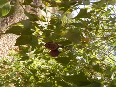 Brachychiton gregorii