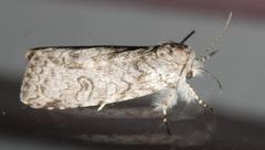 Dicranuropsis vilis