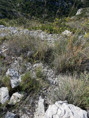 Oryzopsis coerulescens