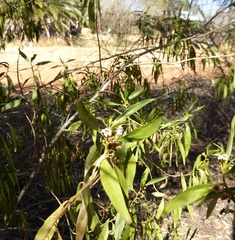 Myoporum montanum