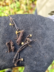 Lanzia luteovirescens