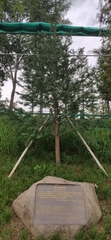 Abies beshanzuensis