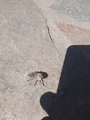 Capnodis tenebricosa