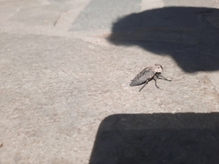 Capnodis tenebricosa