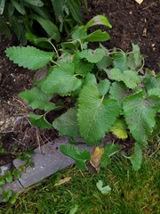 Phlomoides tuberosa