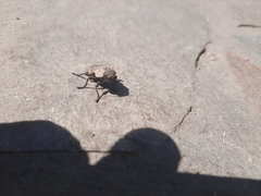 Capnodis tenebricosa