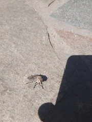 Capnodis tenebricosa