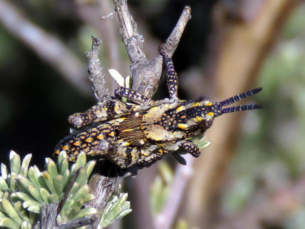 Pyrgomorphini