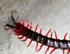 Cormocephalus nitidus