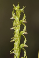 Prasophyllum gracile