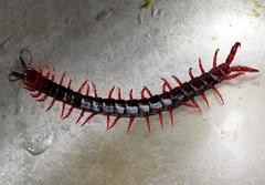 Cormocephalus nitidus