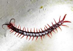 Cormocephalus nitidus