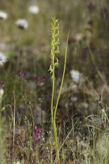 Prasophyllum gracile