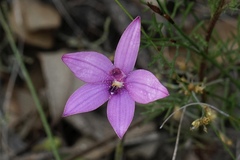 Elythranthera emarginata