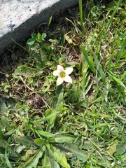 Jaborosa runcinata