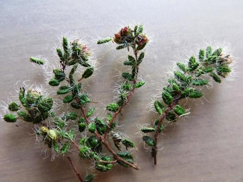 Erica physophylla