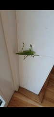 Tettigonia viridissima