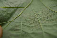 Phyllactinia guttata