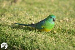 Psephotus haematonotus