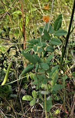 Tephrosia tinctoria