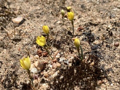 Ornithogalum maculatum