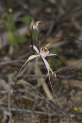 Caladenia varians