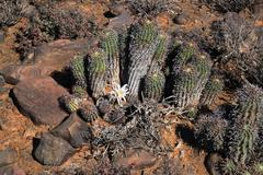 Euphorbia stellispina