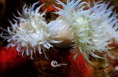 Actinothoe sphyrodeta