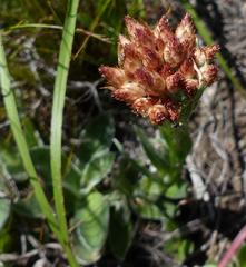 Helichrysum spiralepis
