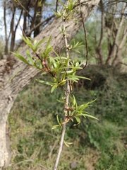 Salix humboldtiana