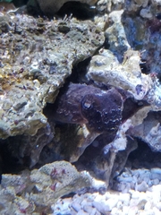 Sepia bandensis